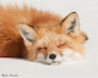 a cute fox sleeping in the snow